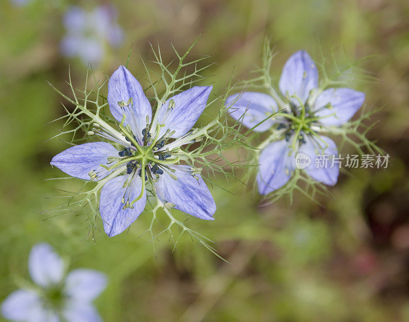 黑种草(Nigella damascena)